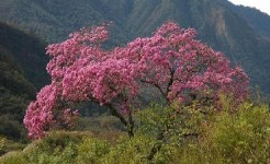 El Maquilishuat arbol de El Salvador